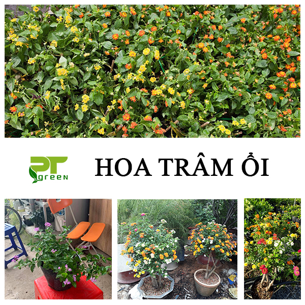 Hoa Trâm ổi | Có nên trồng cây Hoa Trâm ổi trong nhà không?